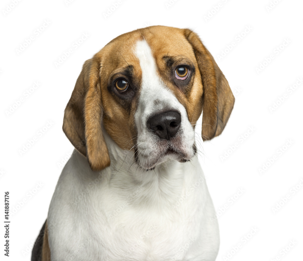 Close-up of a Beagle, 2 years old, isolated on white