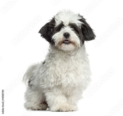Fototapeta Naklejka Na Ścianę i Meble -  Mixed-breed dog standing, 7 months old, isolated on white