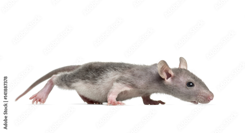 Young Hairless rat, isolated on white Young Hairless rat, isolated on white