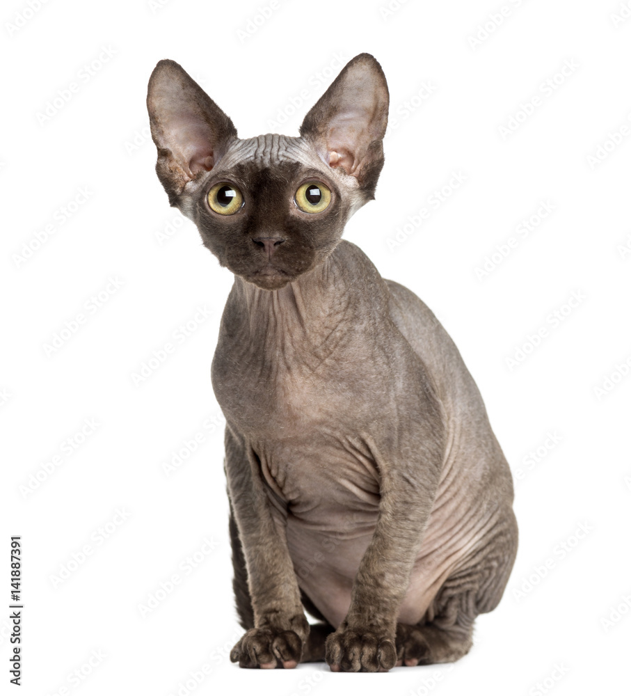 Sphynx cat sitting, 5 months old, isolated on white