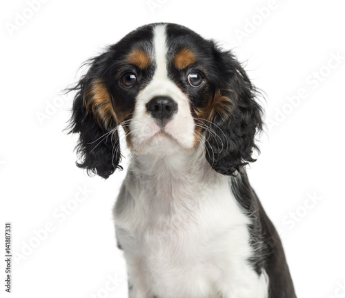 Fotografia, Obraz Close-up of a Cavalier King Charles, 3 months old, isolated on w