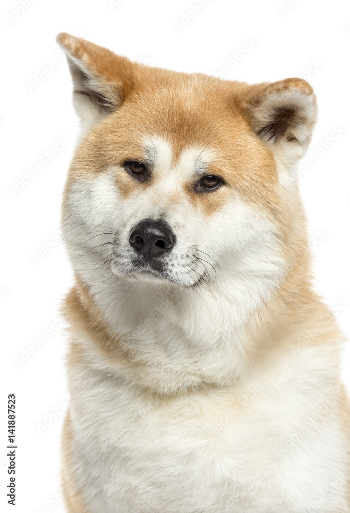 Close-up of a Akita Inu, 3 years old, isolated on white