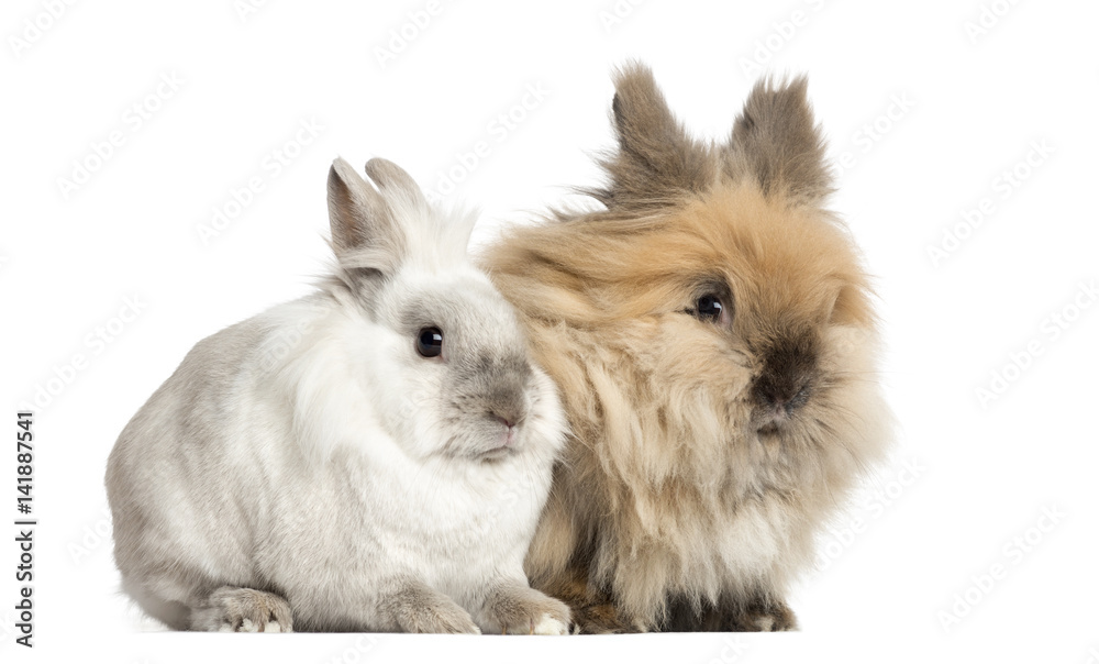 Dwarf rabbits, 2 years old, isolated on white Dwarf rabbits, 2 years old, isolated on white