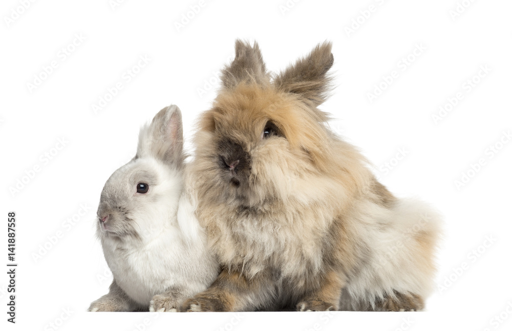 Dwarf rabbits, 2 years old, isolated on white Dwarf rabbits, 2 years old, isolated on white