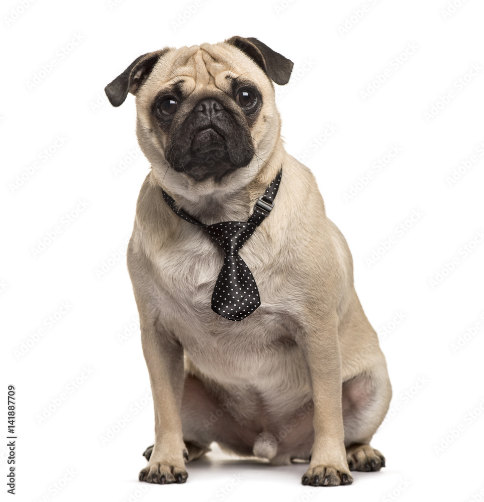 Pug sitting with a tie, isolated on white