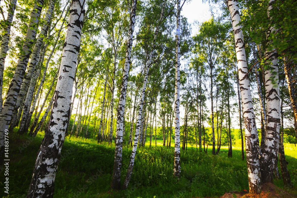 Fototapeta premium summer in sunny birch forest