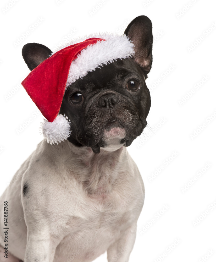 french bulldog wearing  christmas hat