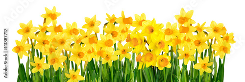 Fototapeta Naklejka Na Ścianę i Meble -  Gelbe Narzissen auf weißem Hintergrund, Symbol für Frühling, Panorama Format