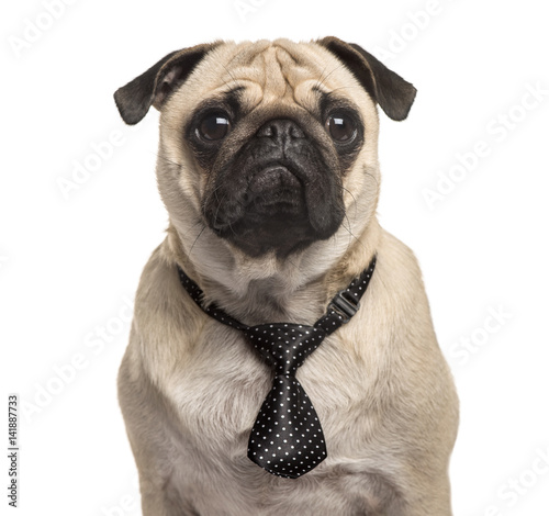 Close-up of a Pug with a tie, isolated on white  © Eric Isselée