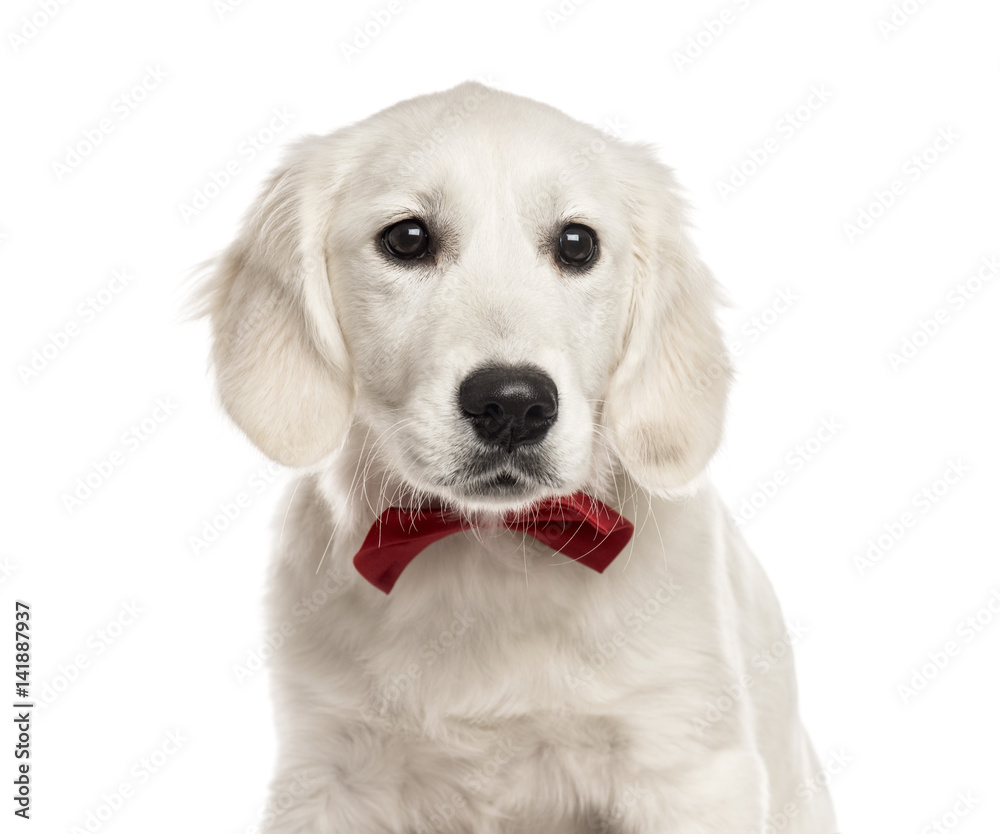Close-up of a white Golden Retriever with a red bow tie, isolate Close-up of a white Golden Retriever with a red bow tie, isolate