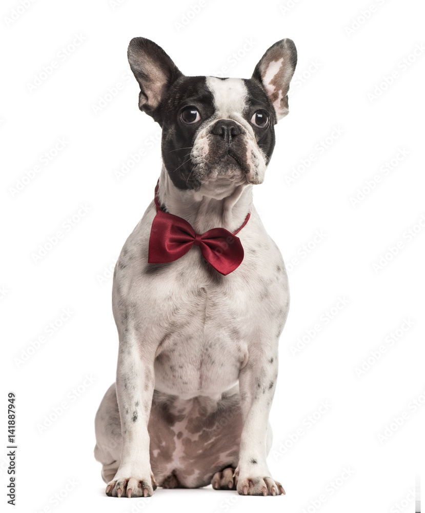Pug sitting with a red bow tie, isolated on white