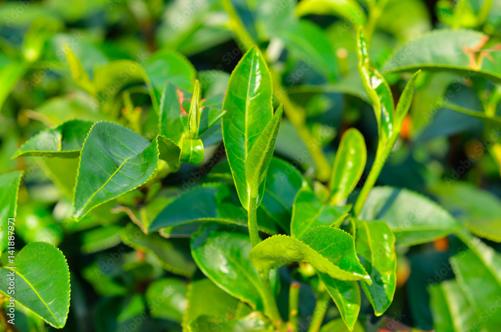 Green tea bud and fresh leaves. Tea plantation Green tea bud and fresh leaves. Tea plantation