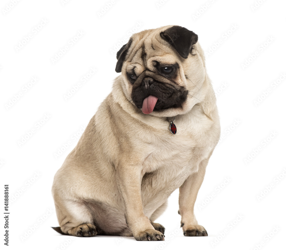 Pug sitting sticking the tongue, isolated on white