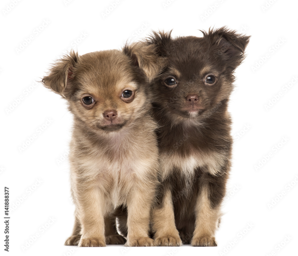 Obraz premium Two puppies chihuahua, 2 months sitting, isolated on white