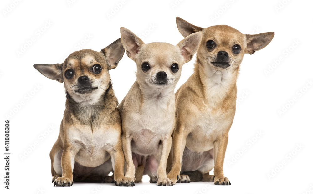 Three chihuahuas sitting, isolated on white