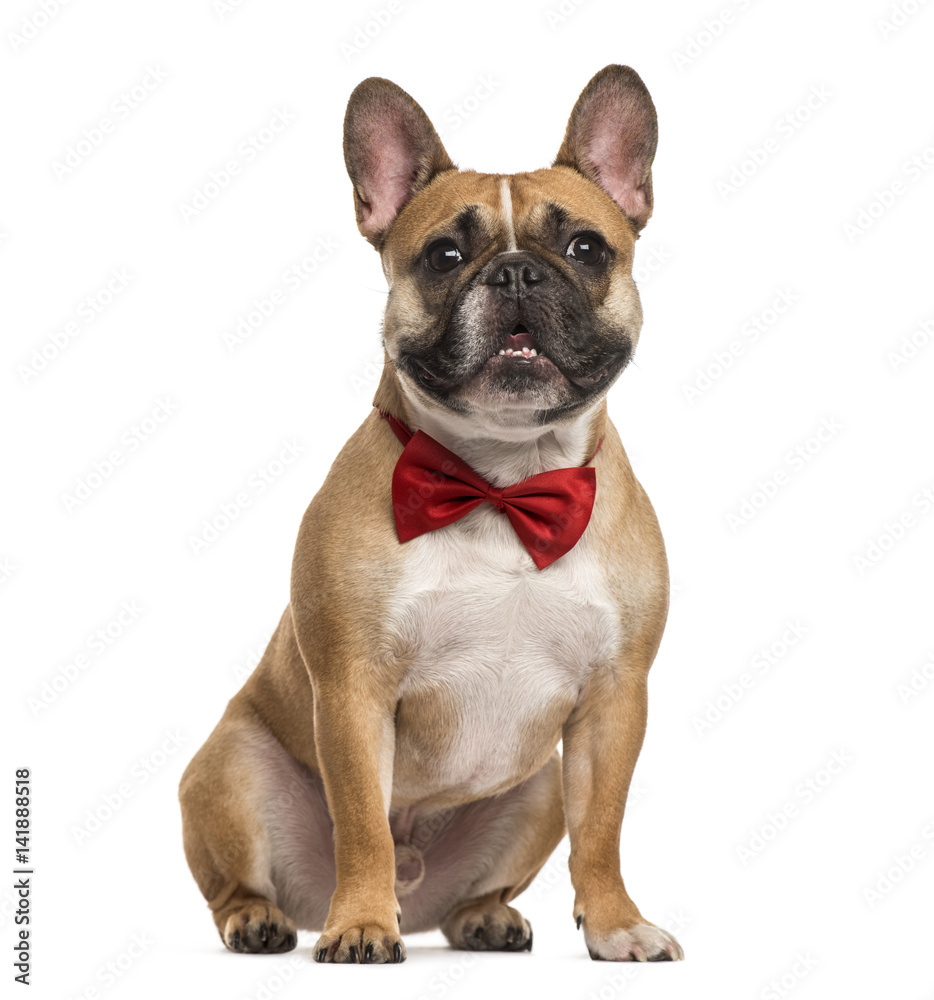 Pug with a red bow tie sitting, isolated on white