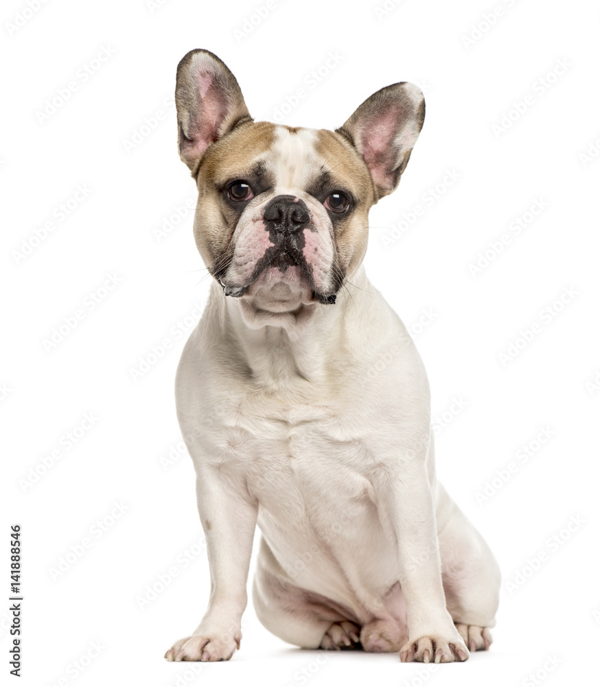 French Bulldog sitting, isolated on white