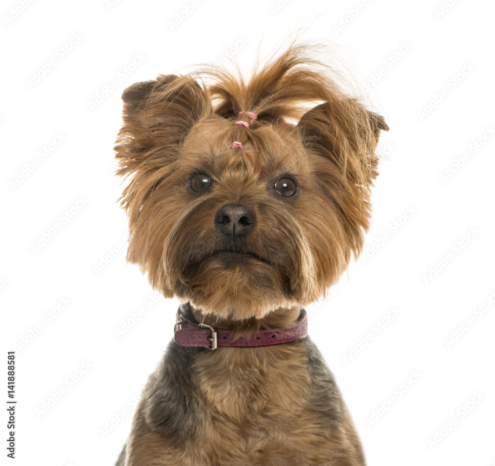 Close-up of a Yorkshire Terrier, 6 years old, isolated on white