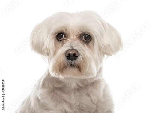Close-up of a white Maltese, 10 years old, isolated on white © Eric Isselée