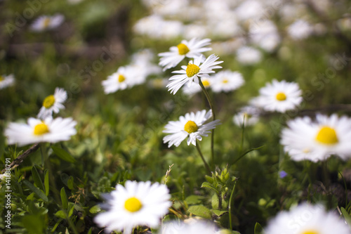 Daisy flowers