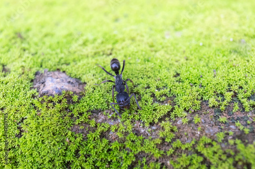 Bullet Ant on grass photo