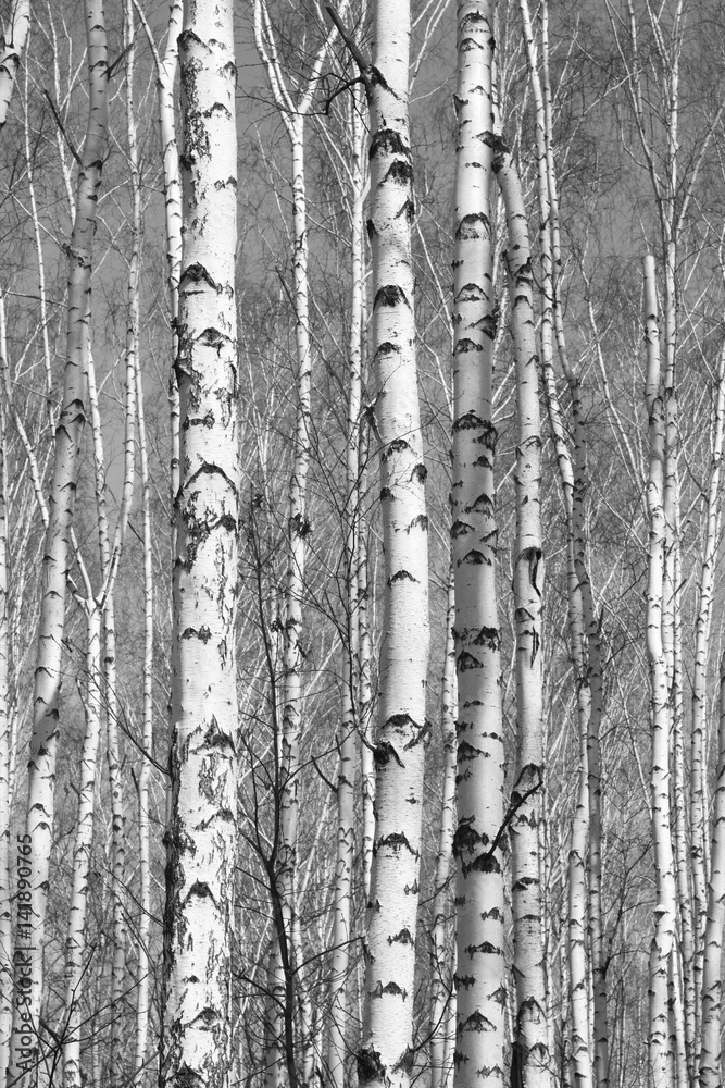 Obraz premium birch forest, black-white photo
