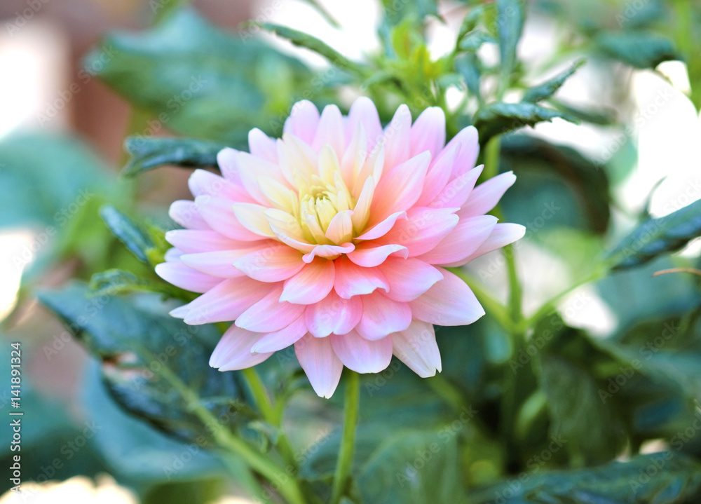 Fototapeta premium Chrysanthemum flower