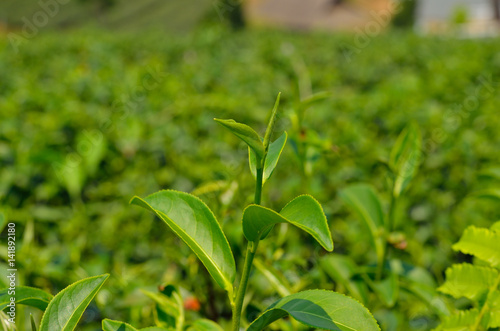 Green tea bud and fresh leaves. Tea plantation