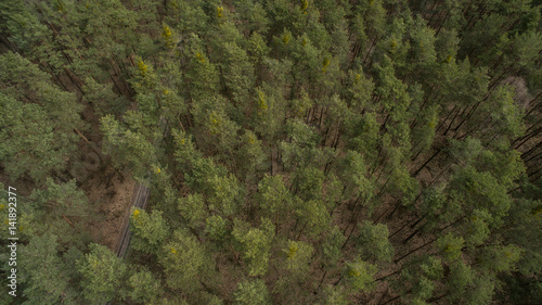 Field and forest with a height. View inside of the forest on the trees.