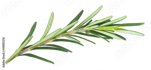 Canvas Print fresh rosemary isolated in closeup
