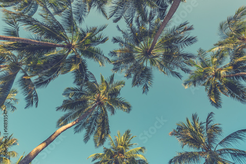 Beautiful palm trees on the beautiful landscape background. Vintage Palm Trees Vintage clear summer skies. Tropical beach palm trees relaxation zen inspirational nature background concept © icemanphotos