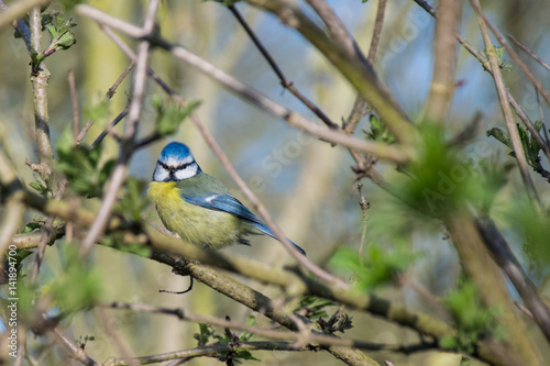 Bluetit wild bird perched on branch in spring
