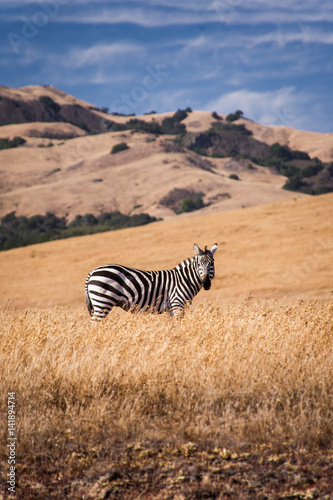 A Lone Zebra