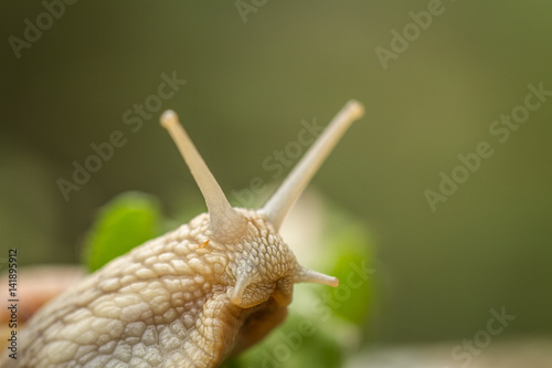 Roman snail aka Burgundy snail - Helix pomatia - portrait