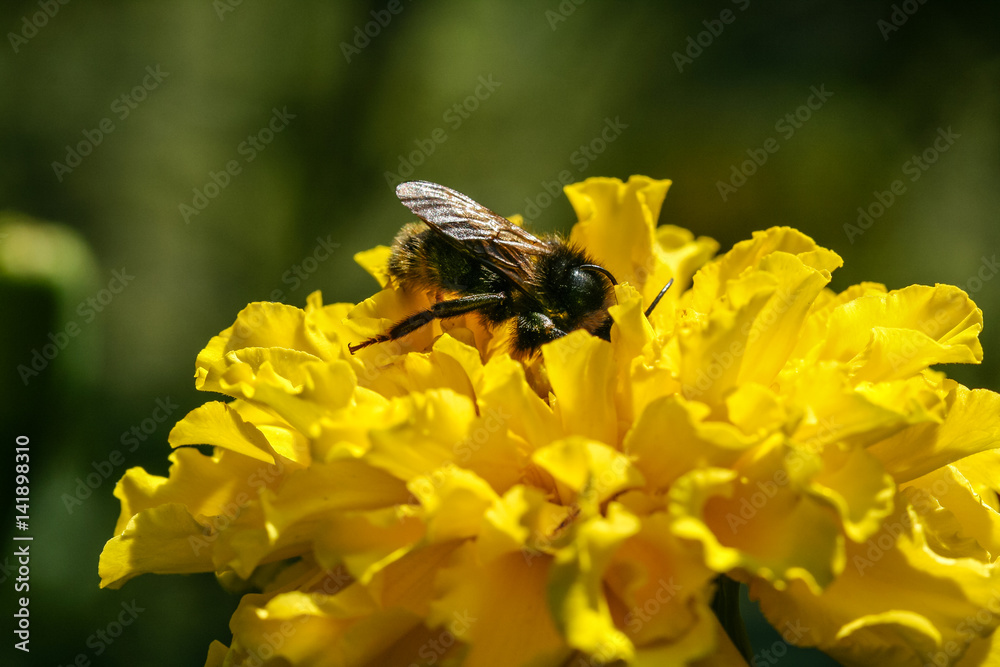 Orange, yellow field flower with a bee Orange, yellow field flower with a bee