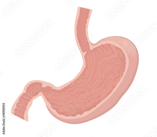 Stomach vector illustration. Stomach normal anatomy