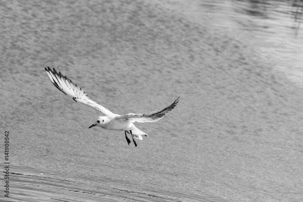 Black and white image of a seagull flying over still water Stock-Foto ...
