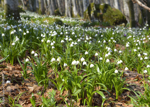 early spring snowflake flowers in march, leucojum vernum