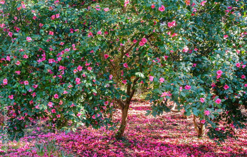 Beautiful blooming Camellia Trees full of pink blossoms surrounded by fallen pink flowers. 
 photo