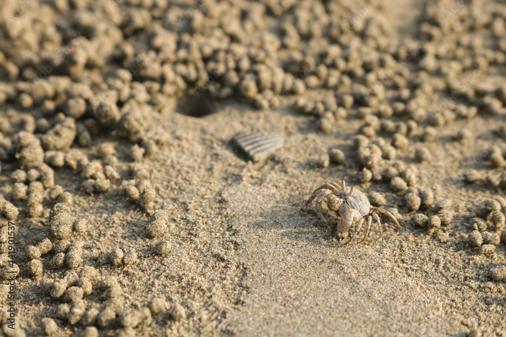 Ghost crab making sand balls on the beach. Small crab digging hole. Ghost crab making sand balls on the beach. Small crab digging hole.