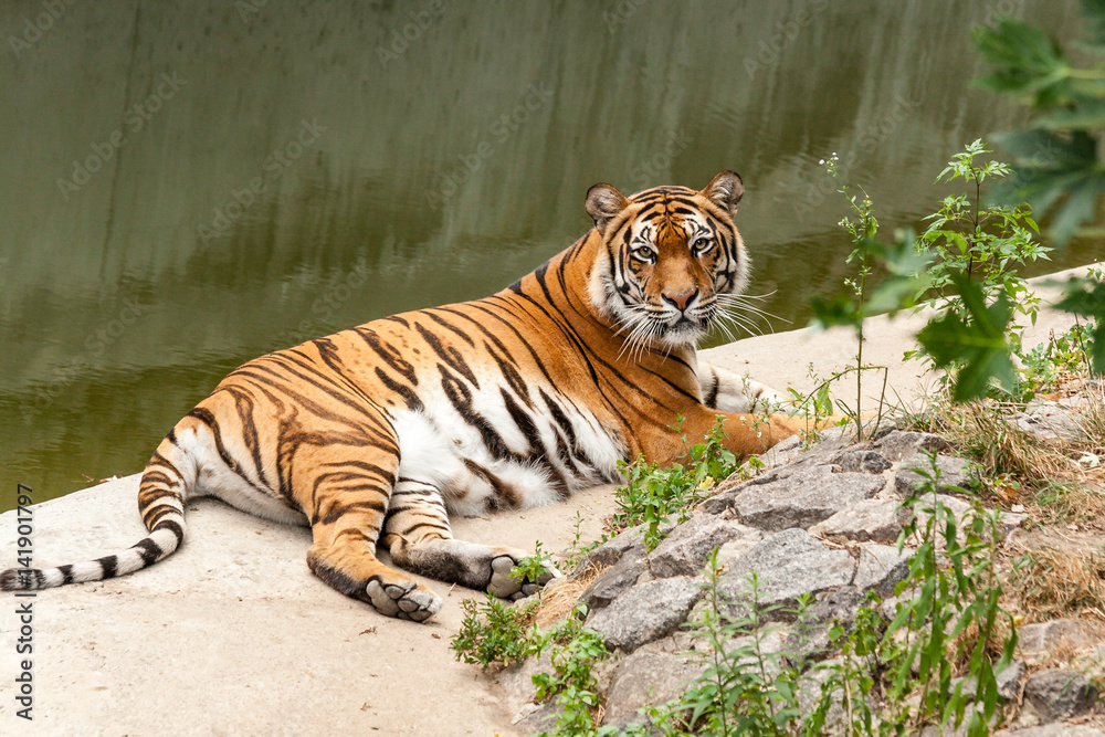 Fototapeta premium Tiger resting in the nature near the water