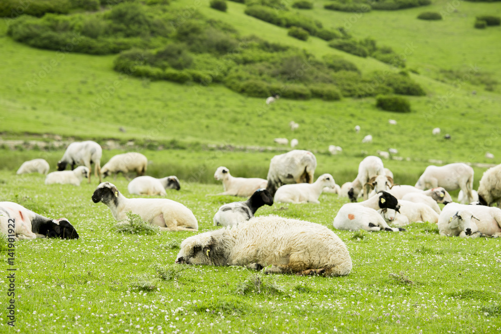 Rural Summer Landscape with Sheeps in Persembe Highlands -Ordu - Turkey Rural Summer Landscape with Sheeps in Persembe Highlands -Ordu - Turkey