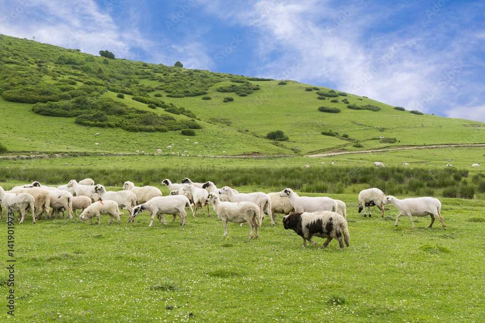 Rural Summer Landscape with Sheeps in Persembe Highlands -Ordu - Turkey Rural Summer Landscape with Sheeps in Persembe Highlands -Ordu - Turkey