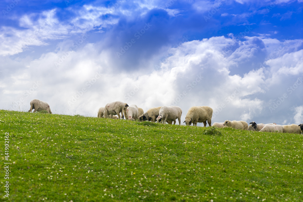 Obraz premium Rural Summer Landscape with Sheeps in Persembe Highlands -Ordu - Turkey