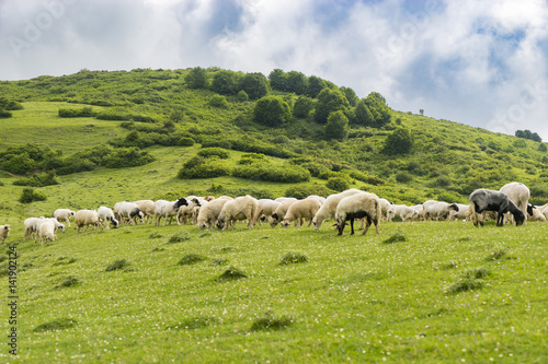 Rural Summer Landscape with Sheeps in Persembe Highlands -Ordu - Turkey