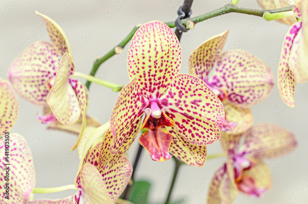 Yellow with red spots orchid close up branch flowers, isolated on white background