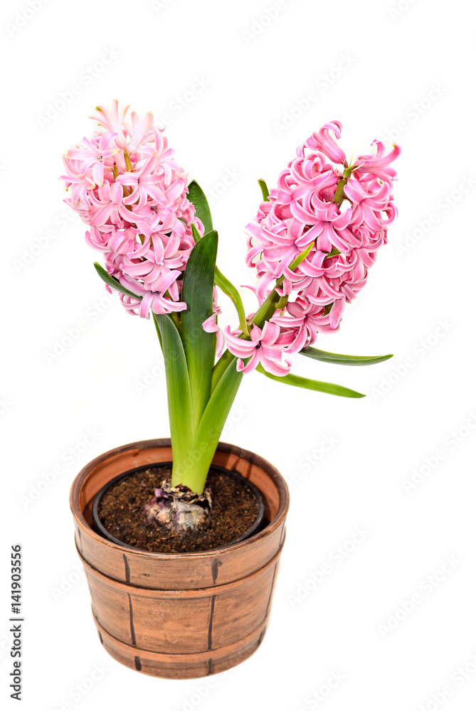 Pink Hyacinthus orientalis flowers in a brown vintage flowerpot, garden hyacinth isolated on white background