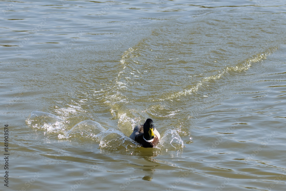 Male drake mallard duck swimming rapidly through pond water Male drake mallard duck swimming rapidly through pond water