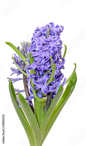 Mauve blue Hyacinthus orientalis  garden hyacinth flowers  bulbs  white background