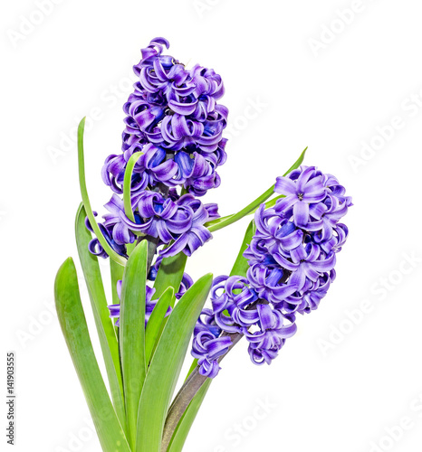 Canvas-taulu Two branch blue mauve Hyacinthus orientalis flowers, garden hyacinth isolated on